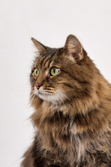 Profile portrait of a tabby cat looking off to the side, with upright ears and relaxed fur. The soft tones and background emphasize elegance.