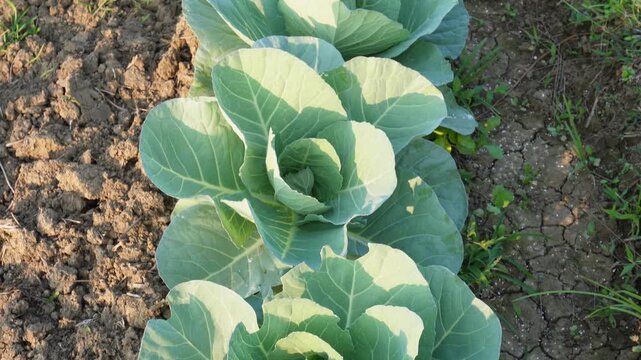 green cabbage plant growing in a field