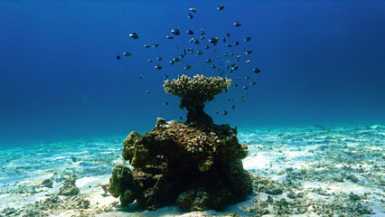 Coral pinnacle on the white sand bottom with school of fish. Underwater photography from a scuba dive.