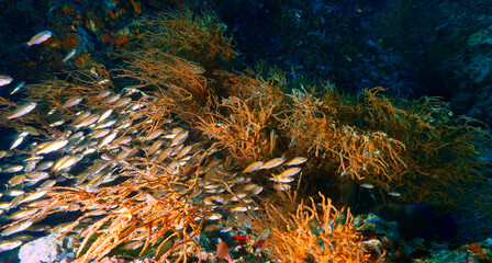 Underwater photo from a colorful coral reef. From a scuba dive in Thailand. Andaman Sea. 