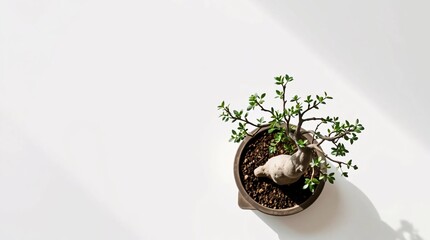 Indoor bonsai pruning moment in calm minimal aesthetic with natural light