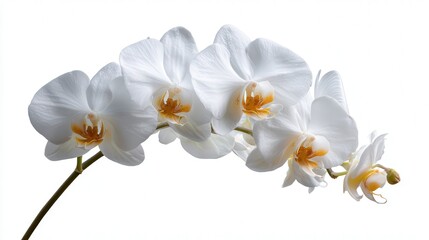 White orchid bloom isolated on white background