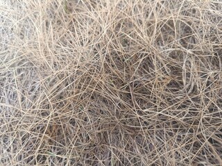 Dried Grass Textural Background: Detailed Close-up of Natural Patterns and Colors, Highlighting the Beauty of the Autumnal Landscape and its