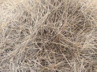 Golden Autumnal Grasses: A Textured Natural Background for Artistic and Seasonal Compositions, Featuring Delicate Blades of Dry Grass