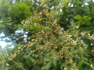Macro Shot Capturing Lucilia Sericata Resting on Blooming Longan Flowers in a Lush, Verdant Garden Setting