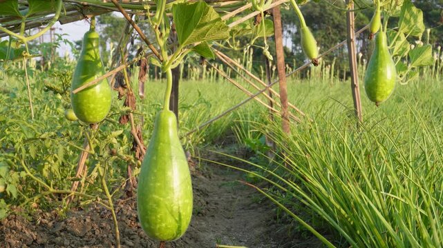 bottle gourd, Lagenaria siceraria, lauki, or calabash, plants growing on a vine with several fruits hanging. 
