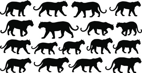 Wild big cat silhouette set featuring tigers and panthers walking and prowling side view vector illustration collection.