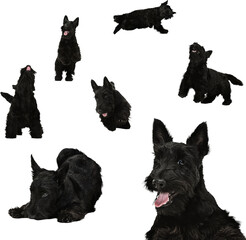 Active small black dog running, jumping, and reacting in multiple angles composition on transparent background. Concept of pet behavior materials, energetic animal visuals, and expressive dog imagery.