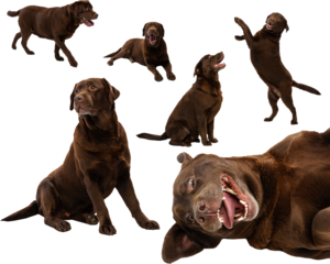 Large brown dog running, sitting, playing, and lying in diverse poses on transparent background collage. Concept of pet care visuals, expressive dog behavior, and warm companion imagery