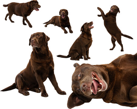 Large brown dog running, sitting, playing, and lying in diverse poses on transparent background collage. Concept of pet care visuals, expressive dog behavior, and warm companion imagery