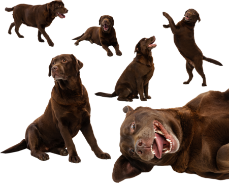 Large brown dog running, sitting, playing, and lying in diverse poses on transparent background collage. Concept of pet care visuals, expressive dog behavior, and warm companion imagery
