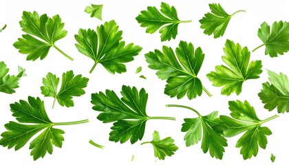 Green parsley leaves isolated on white