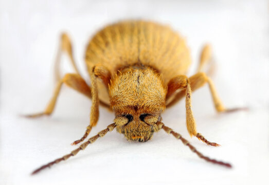 The golden spider beetle, Niptus hololeucus, is a species of spider beetle in the family Ptinidae.