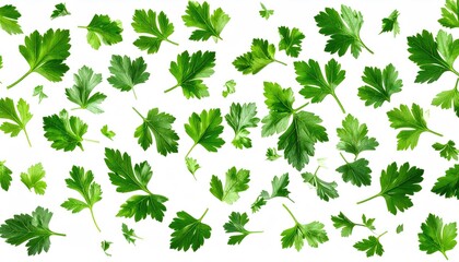 Parsley leaves scattered on white. Airy, vibrant scene