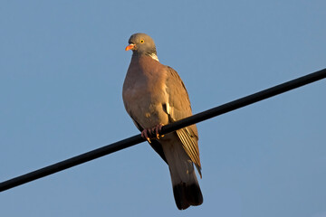 European Wood Pigeon Perched on Power Line Against Clear Blue Sky