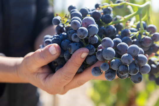 Grape harvest in hand at vineyard in Aranda de Duero under sunlight