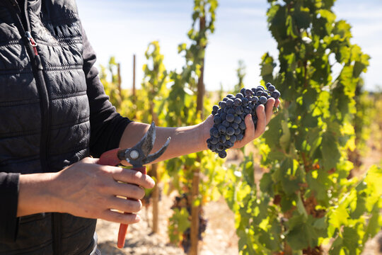 Harvesting grapes by hand in vineyard Aranda de Duero Spain