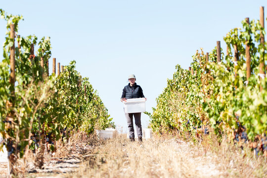 Vineyard harvest in Aranda de Duero Spain with grape grower outdoors