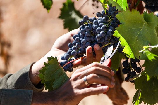 Hand harvesting grapes in vineyard Aranda de Duero Spain for winemaking