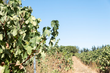 Vineyard in Aranda de Duero Spain on a sunny day representing rural authenticity