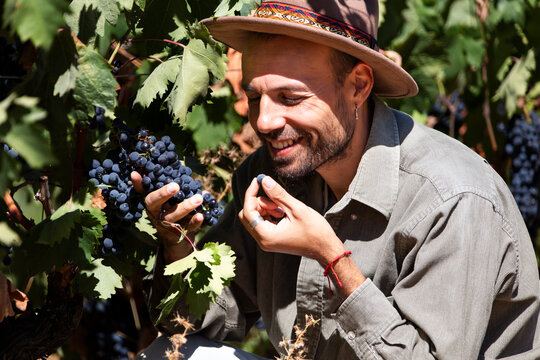 Smiling man harvesting grapes in vineyard in Aranda de Duero Spain