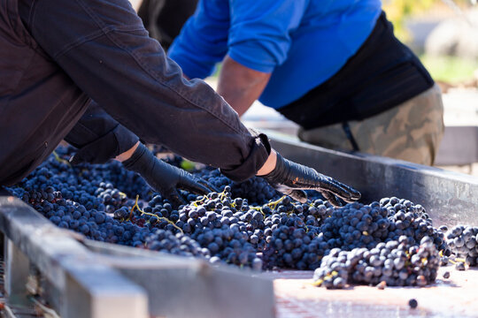 Workers sorting grapes by hand at winery in Aranda de Duero Spain