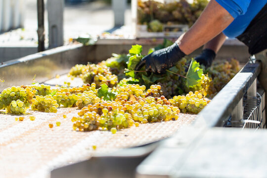 Worker sorting fresh grapes at a winery in Aranda de Duero Spain