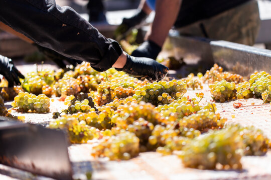 Workers sorting fresh grapes for high-quality wine in Aranda de Duero