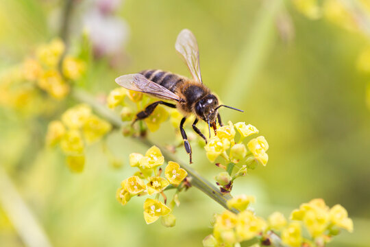 Honeybee pollinating Osyris alba flower in macro close up outdoors
