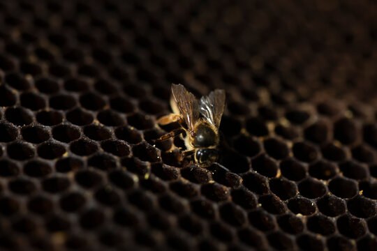 Queen bee Apis mellifera on honeycomb during hive inspection close up