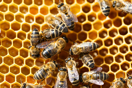 Honeybee colony on honeycomb with pollen in macro detail