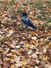Berlin Germany October 2025 Hooded crow standing on fallen leaves in an urban park