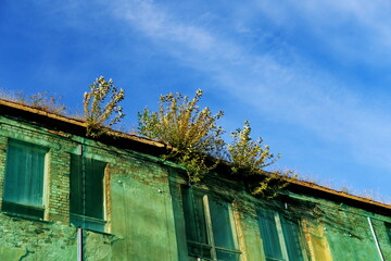 Plantes poussant sous le toit d'une maison abandonnée.