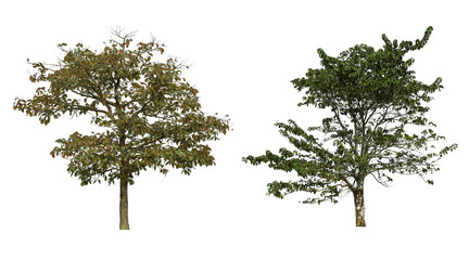 Isolated tropical trees with lush green and seasonal foliage on a clean white background, ideal for nature design, landscape elements, environmental projects, and eco-friendly creative compositions.