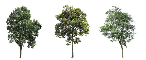 Isolated tropical trees with lush green and seasonal foliage on a clean white background, ideal for nature design, landscape elements, environmental projects, and eco-friendly creative compositions.