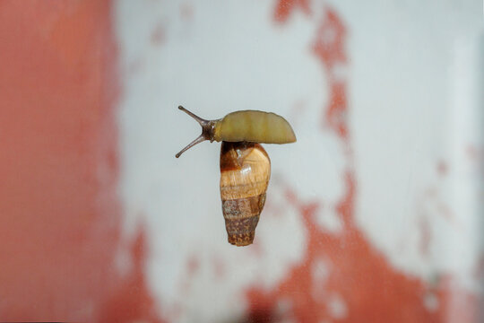 Field snail crawling on glass surface close-up macro nature detail