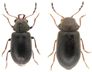 Ozognathus cornutus is a species of beetle in the family Ptinidae. An invasive species in Europe. Male on the right and female on the left, isolated on a white background.