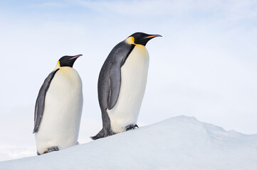 Pair of emperor penguins on snowy slope in Antarctica