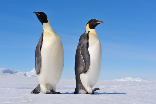 Emperor penguin standing on snow in Antarctica in cold weather