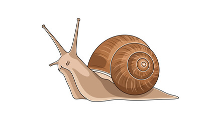 snail on a white background