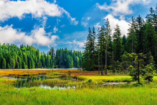 Lake Great Arber and forest landscape in Bavarian Forest National Park