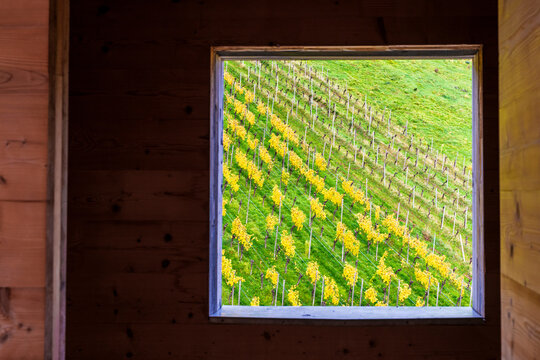 Vineyard slope seen through window of observation tower near Korb Germany