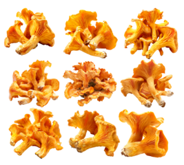 Orange cap chanterelle mushroom isolated on a white background
