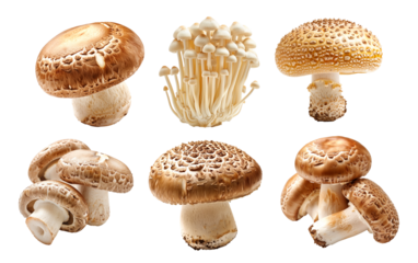 Brown cap Cremini mushroom with a white stem is isolated on a white background
