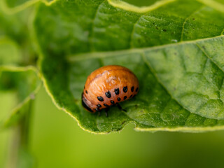 A brown and black bug is on a leaf