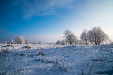 Germany, White snow covered pasture landscape with fog in frosty cold winter scenery early morning magic with blue sky and frozen grass and trees