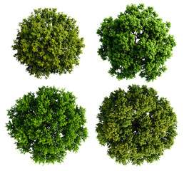 group top view of green trees for plan isolated on white
