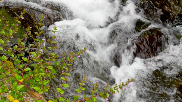 Pink wildflowers growing beside a fast rocky stream. Ideal for floral b-roll, nature ambience, documentary footage, and relaxation visuals