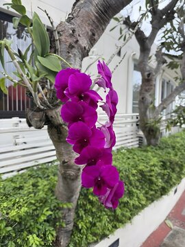 The puple flower