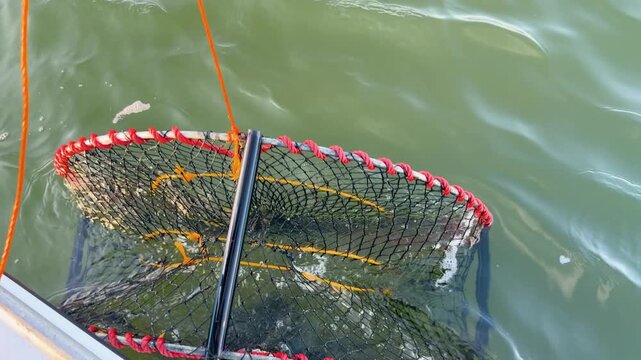 Pulling Empty Lobster Pot Trap from Water Beside Boat